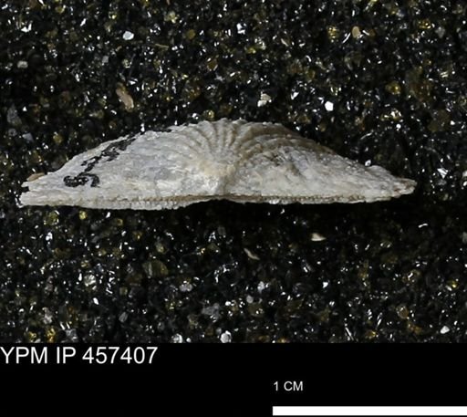 Stropheodonta sp.