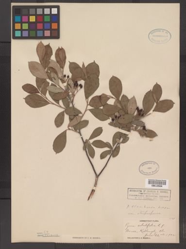 Pyrus floribunda