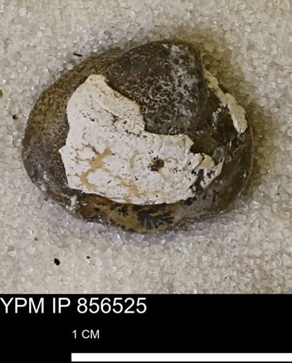 Limopsis striatopunctatus