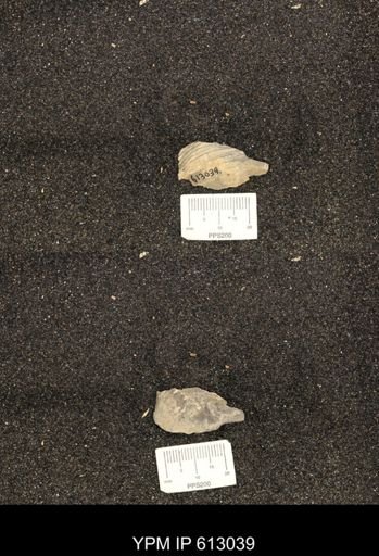 Clioscaphites vermiformis