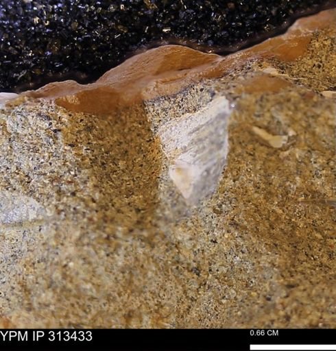 Corbicula sp.
