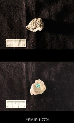 undet. Gastropoda