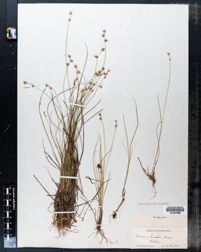 Carex echinata