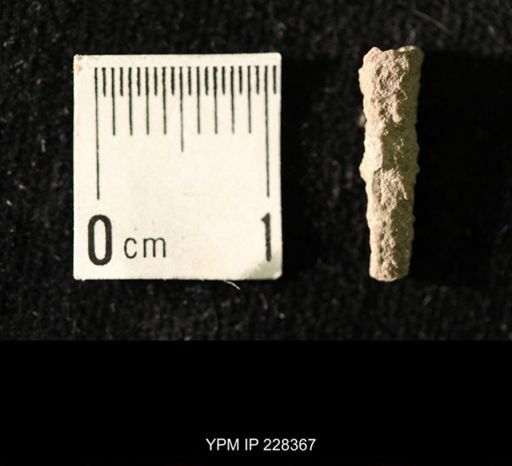Pseudorthoceras knoxense