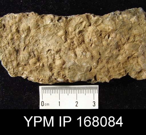 undet. Brachiopoda