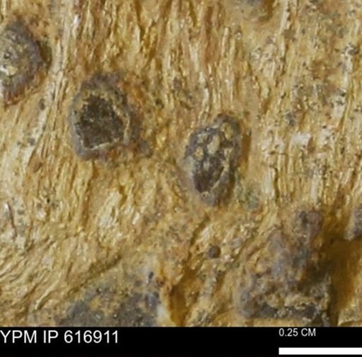 Teredo sp.