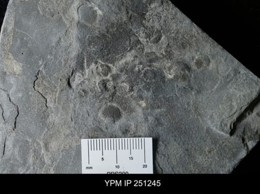 undet. Rhynchonellida
