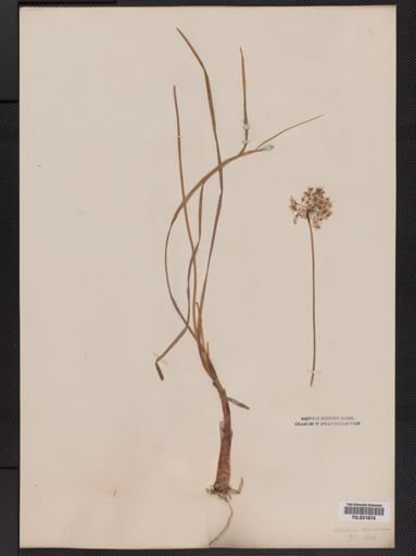 Allium
