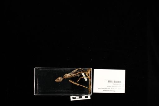 Dipsosaurus dorsalis