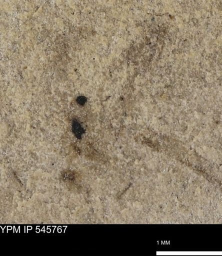 undet. Insecta