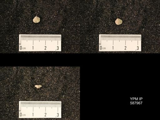 Zygospira modesta