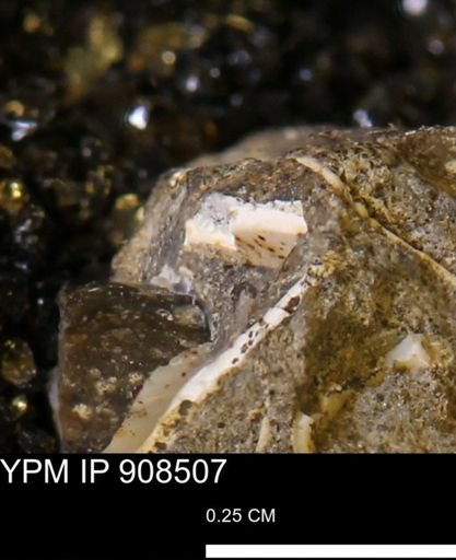 undet. Mollusca
