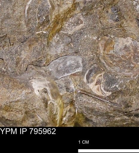undet. Bivalvia