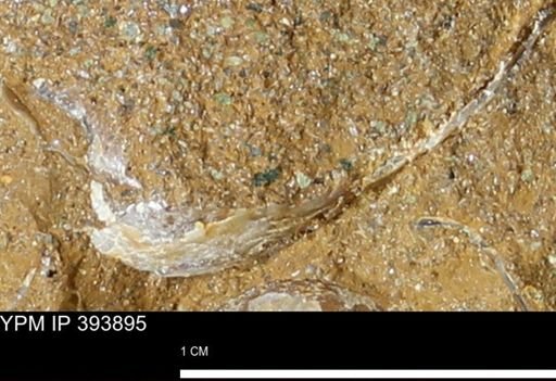 undet. Mollusca