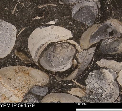 Protocardia sp.