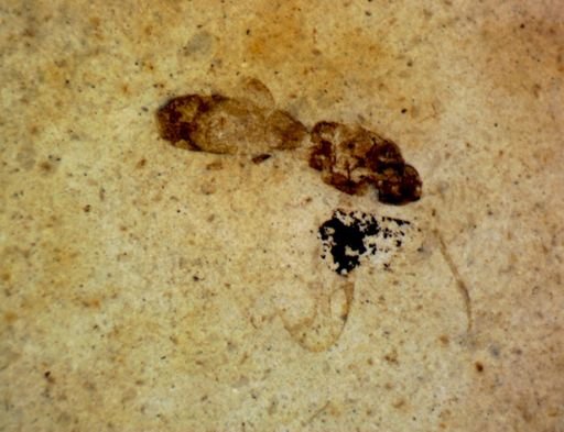 undet. Insecta