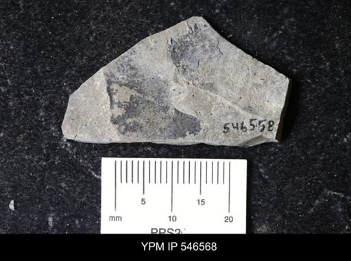 undet. Eurypterida