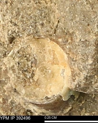 Protocardia subquadrata
