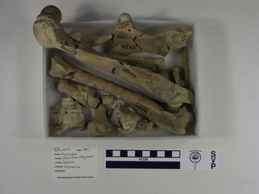 Hyracodon?