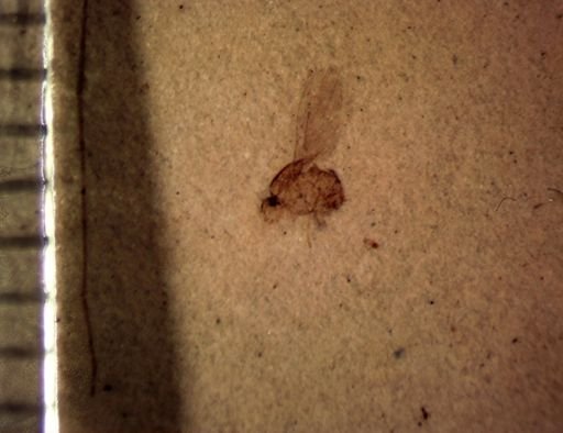 undet. Diptera