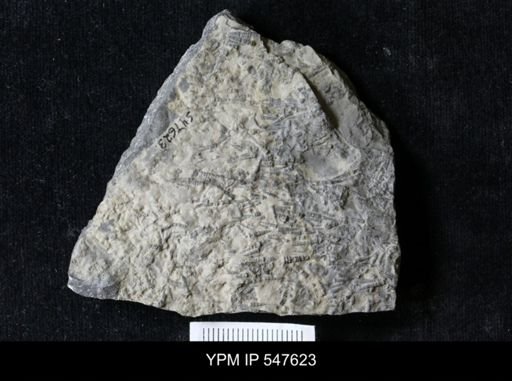 Tentaculites sp.