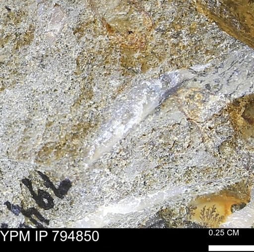 undet. Mollusca