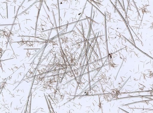Halichondria