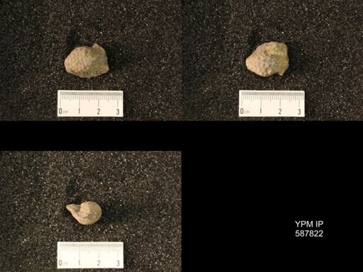 Palaeocystites