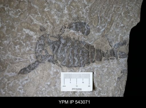 undet. Eurypterida