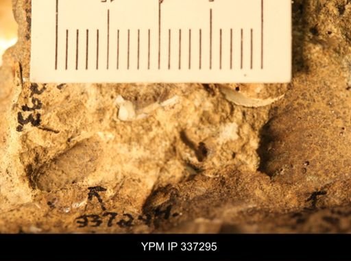 undet. Ammonoidea