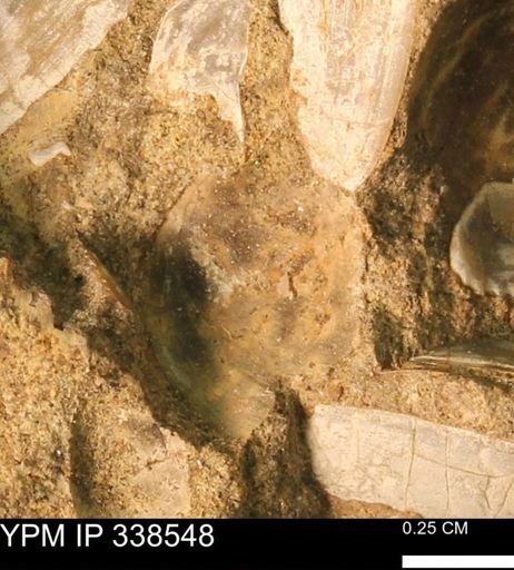 Protocardia subquadrata