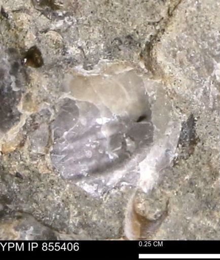 undet. Mollusca