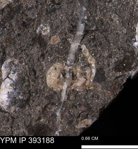 undet. Scaphitidae