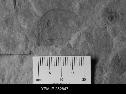 Eurypterus sp.