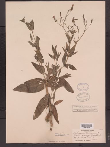 Saponaria vaccaria