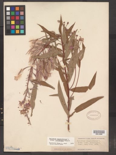 Epilobium angustifolium cricumvagum