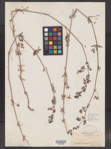 Galium erectum