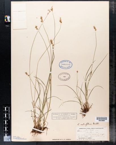 Carex retroflexa