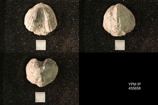 Platystrophia ponderosa