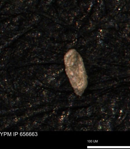 Spirolocammina planula