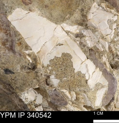Ostrea glabra