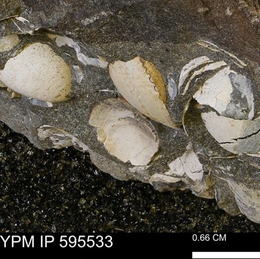 Protocardia sp.