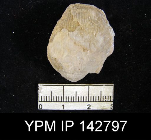 Productus sp.
