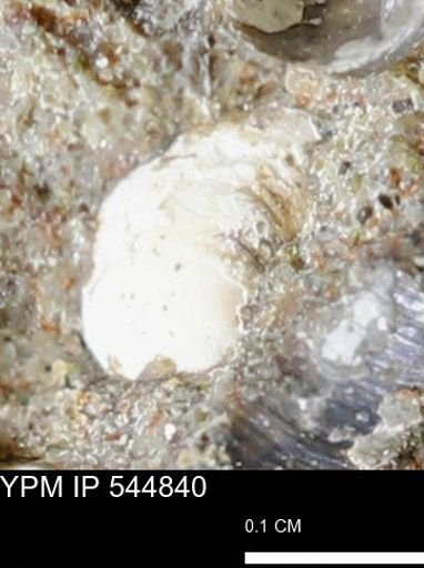 Corbulamella gregaria