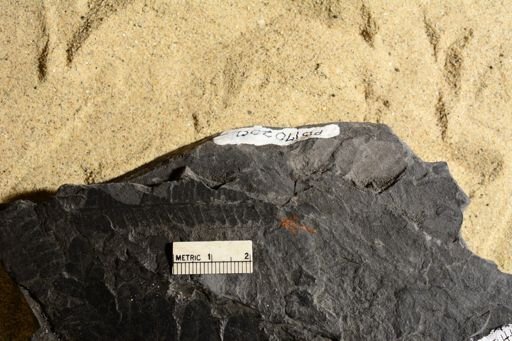 Pecopteris sp.
