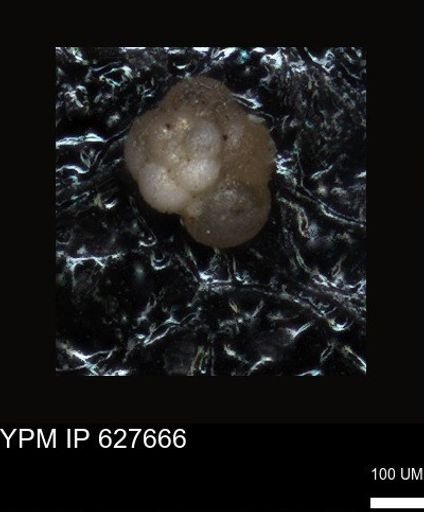 undet. Foraminiferida