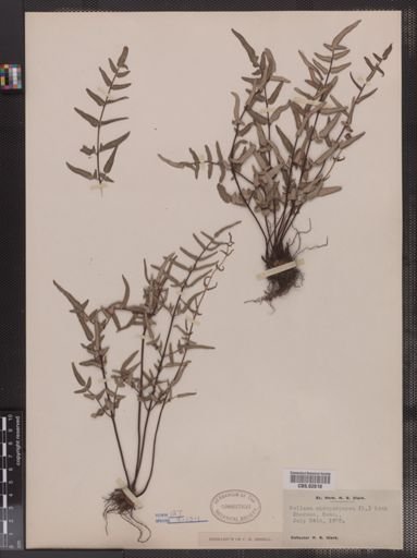Pellaea atropurpurea