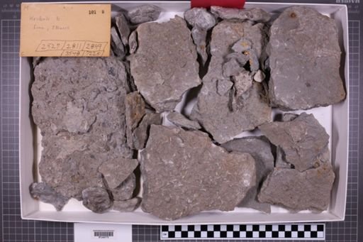 mixed taxa, stratigraphic collection