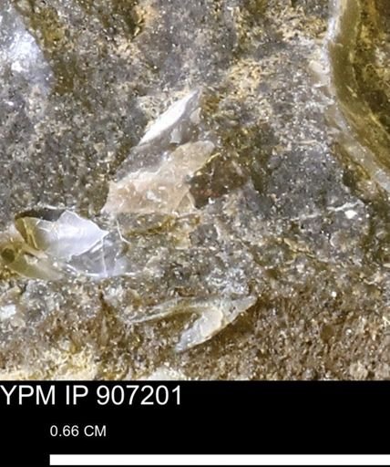 undet. Mollusca