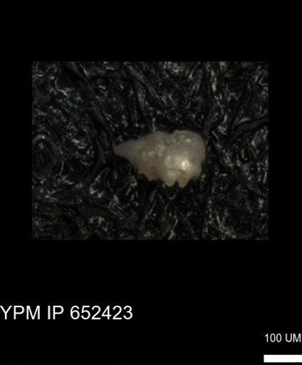 undet. Heterohelicidae